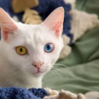 bgnfyl.png?1773141998