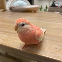 auhmlu.png?1773136338